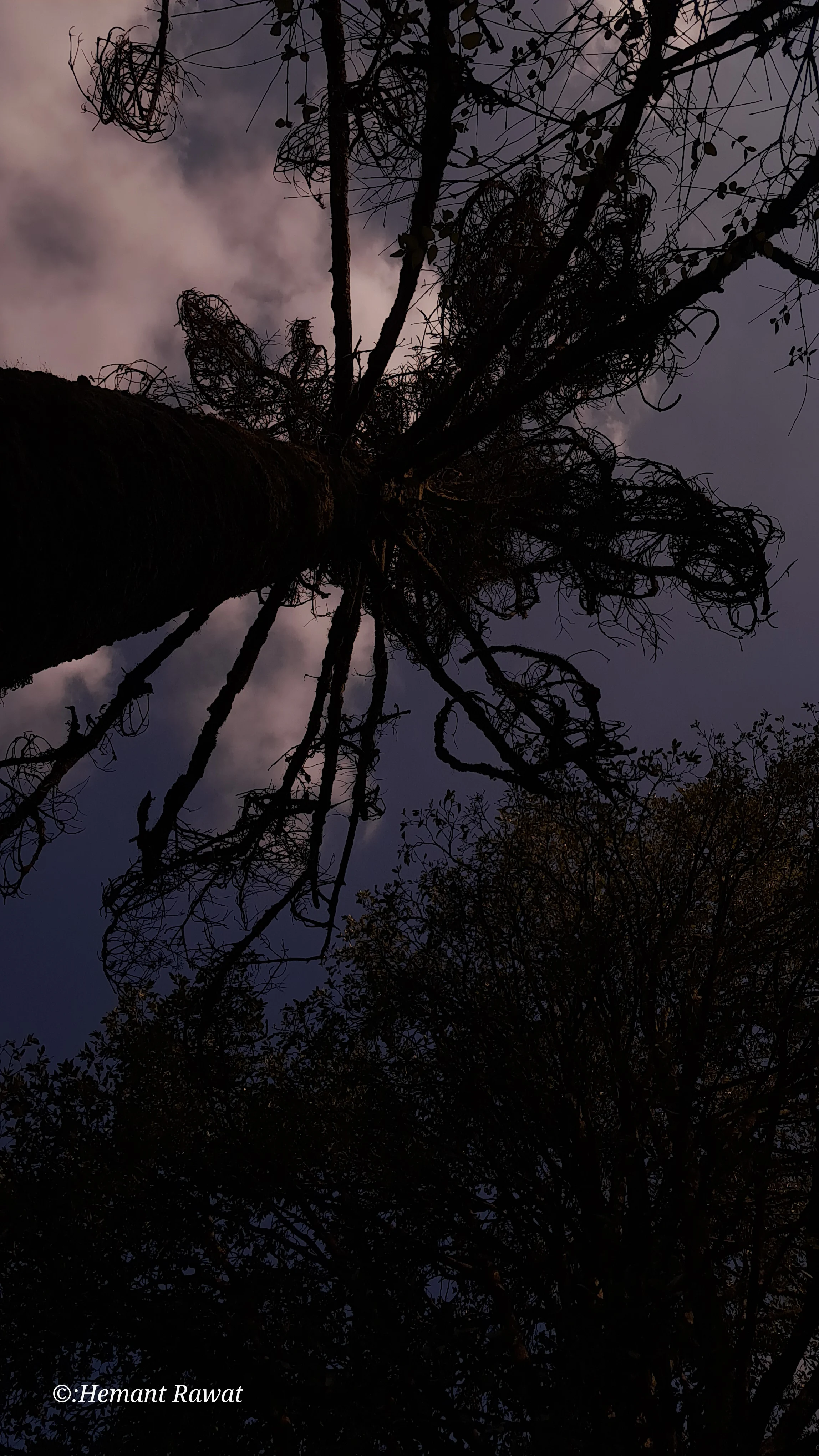 Timber Spire